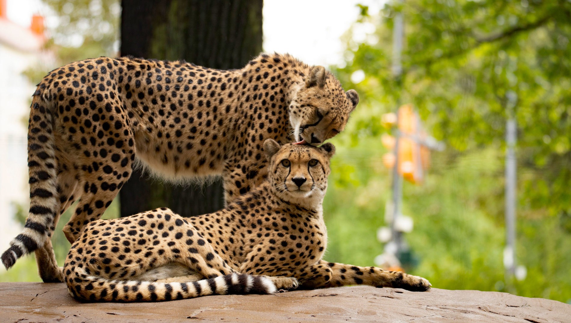 cheetahs