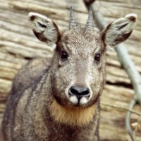 Goral