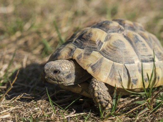 Griechische Landschildkröte