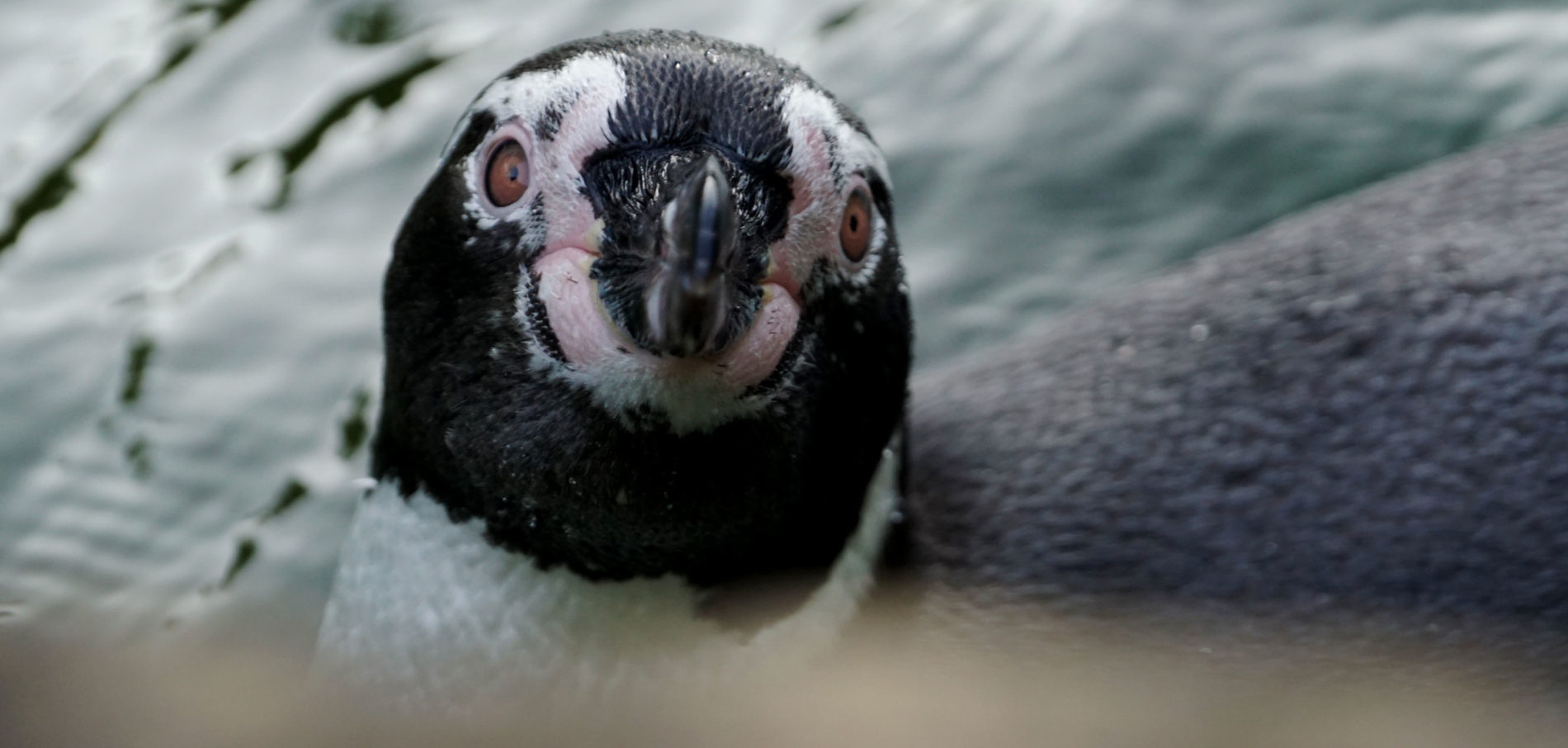 Humboldt penguin swimming