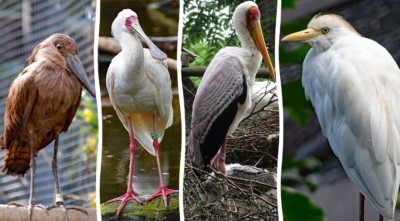 Ibisvoliere mit Hammerkopf, Afrikanischen Ibis, Nimmersattstorch, Kuhreiher