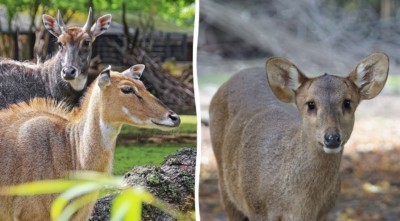 Nilgauantilopen und Schweinshirsch