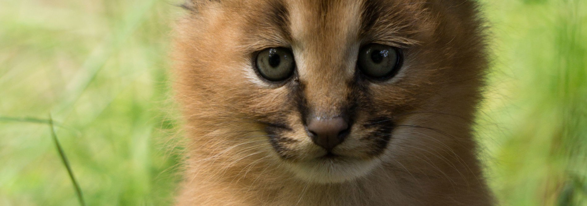 Young Caracal