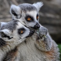 Přístupný ostrůvek lemurů kata