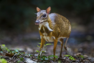 Lesser mouse-deer