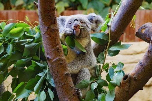 Koala Mullaya