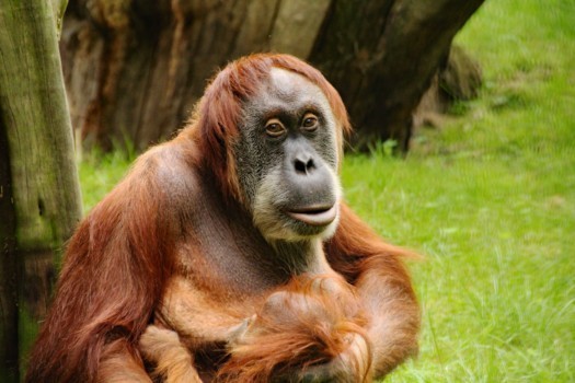 Orangutaní samice Daisy ve venkovní expozici. (Foto: Zoo Dresden (Roman Richter)) Orangutaní samice Daisy ve venkovní expozici.