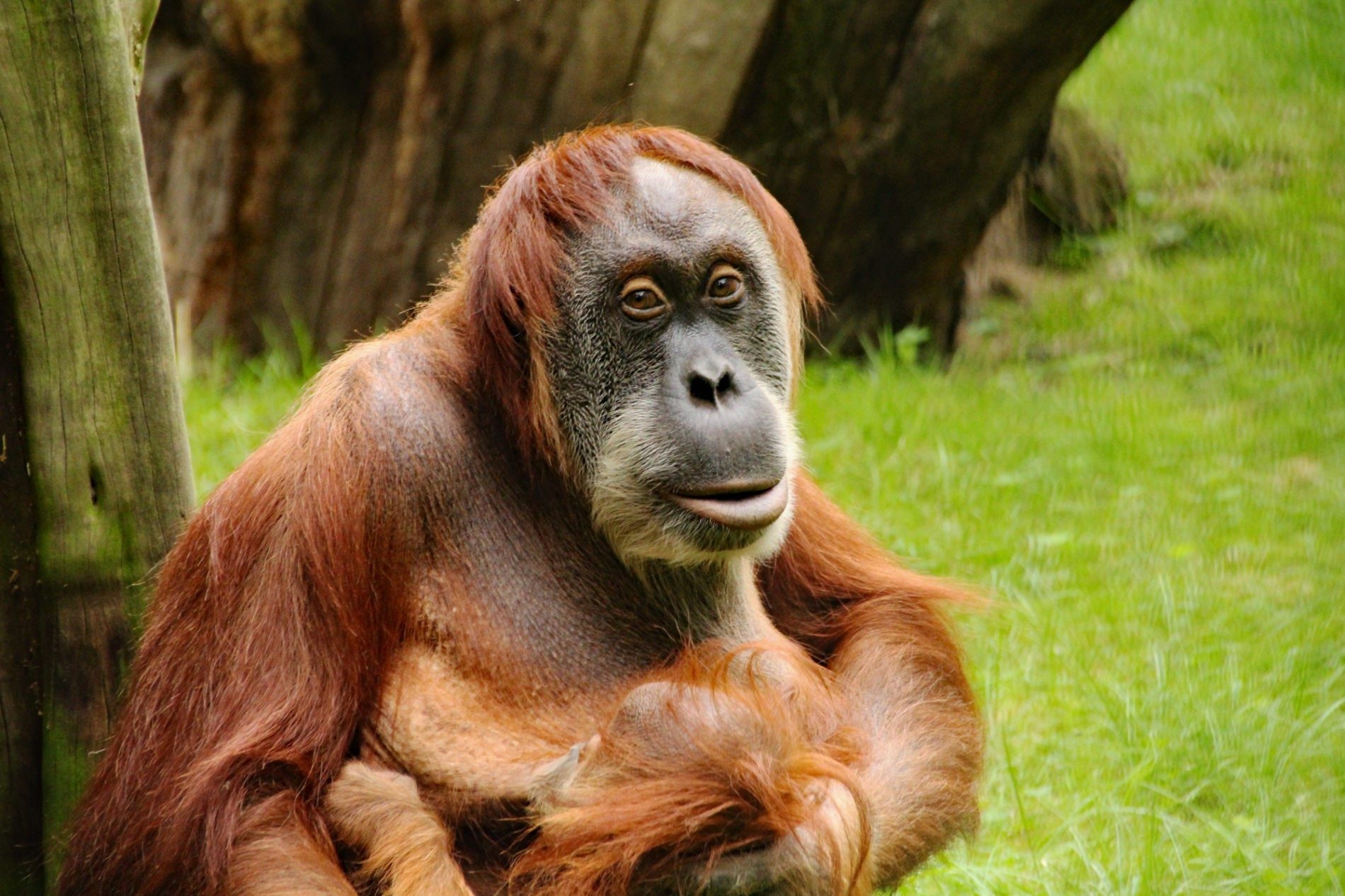 Orangutaní samice Daisy ve venkovní expozici.