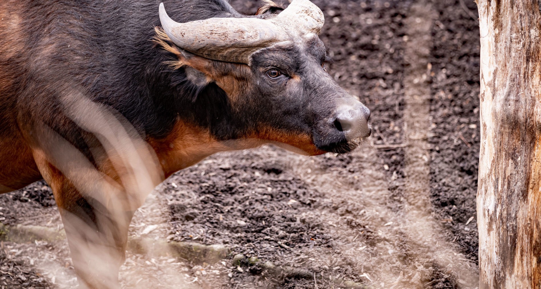 African forest buffalo