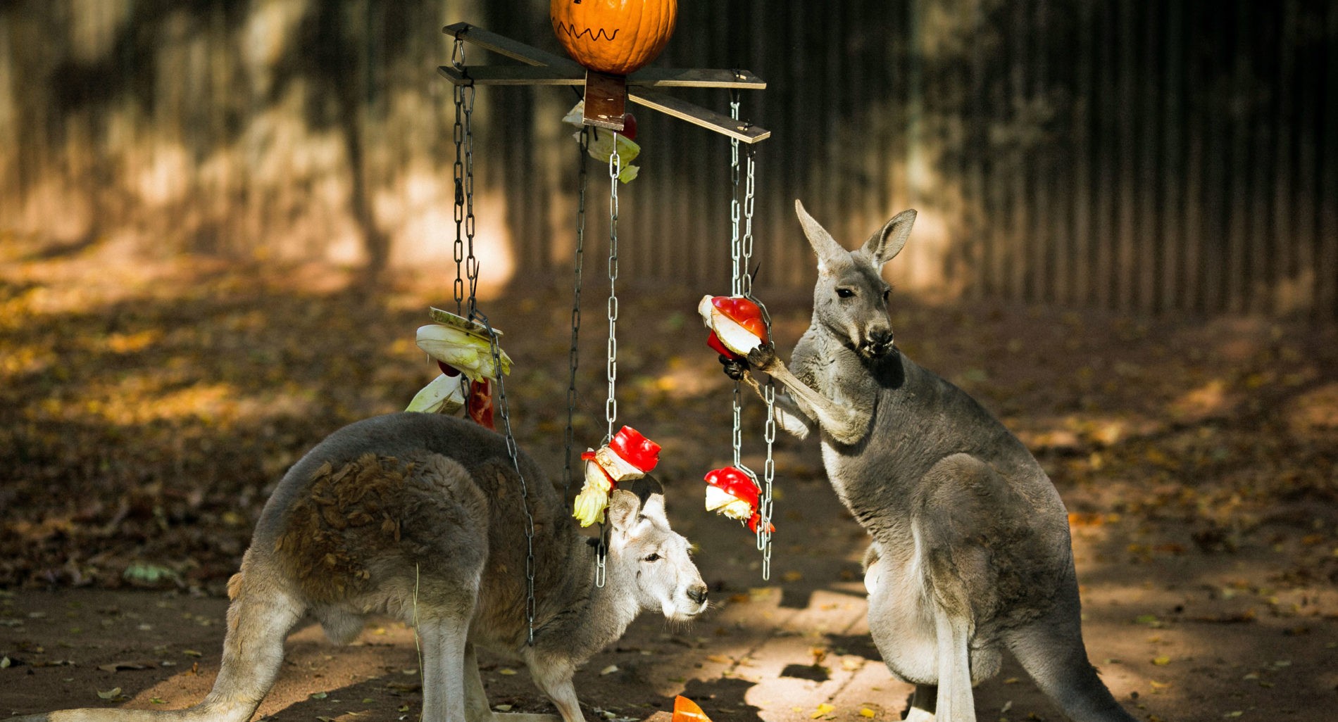 Red kangaroo feeding