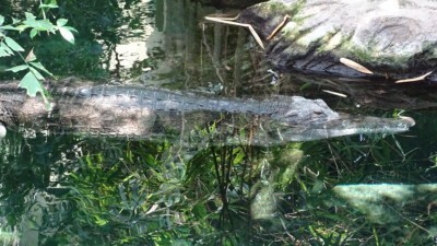 False gharial