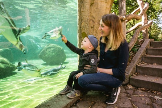 Mother with child in front of the penguin enclosure.