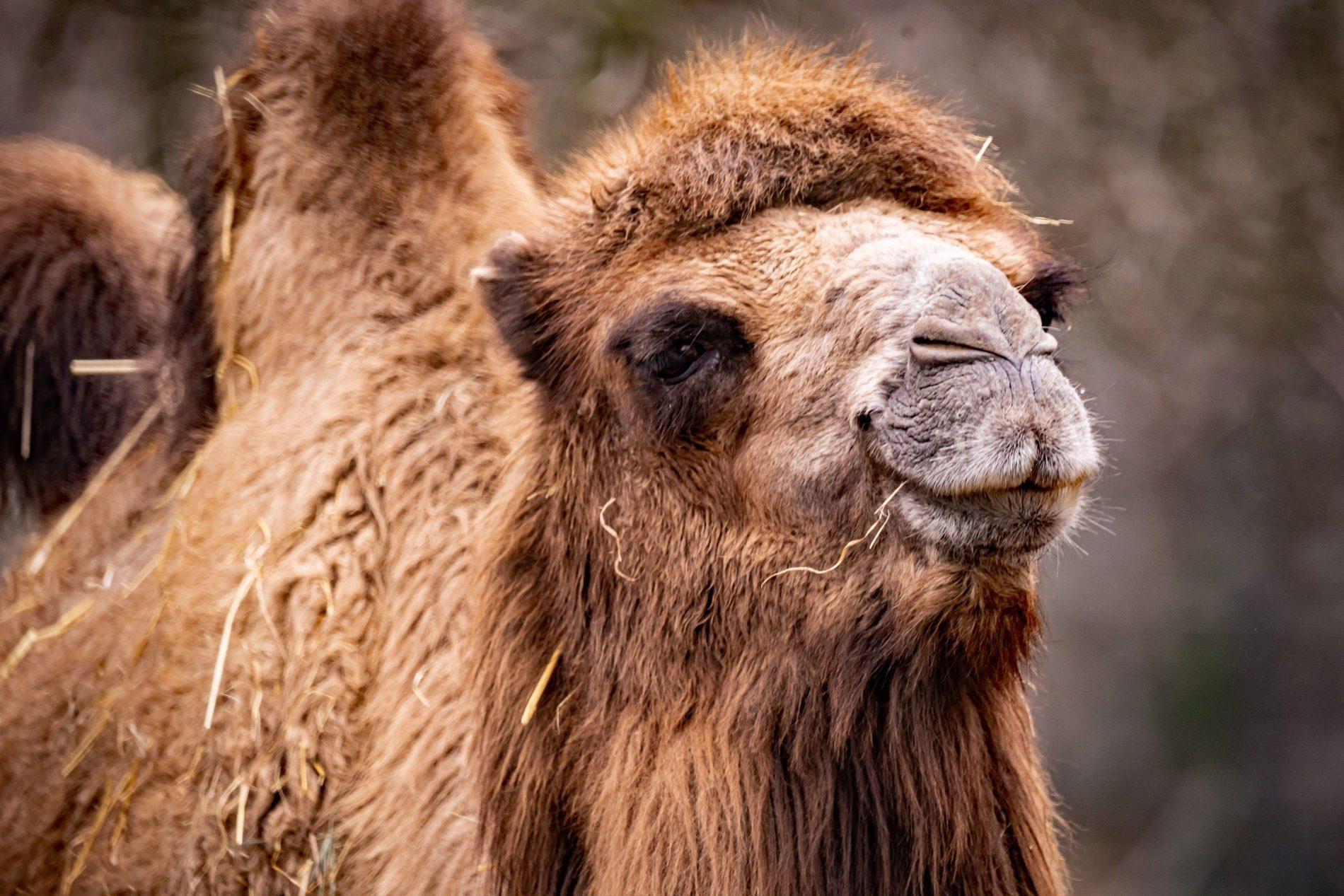 Bactrian camel