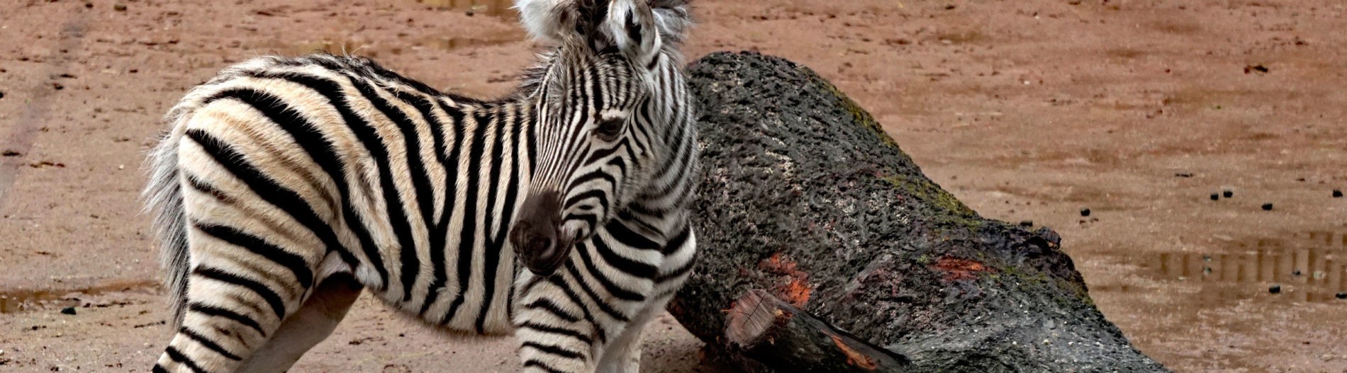 Zebra Jungtier