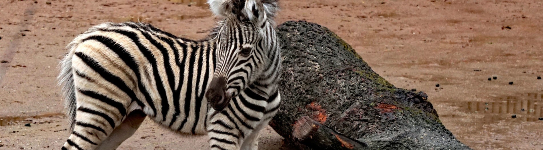 Zebra Jungtier (Foto: Zoo Dresden (Caro Zein)) Zebra Jungtier