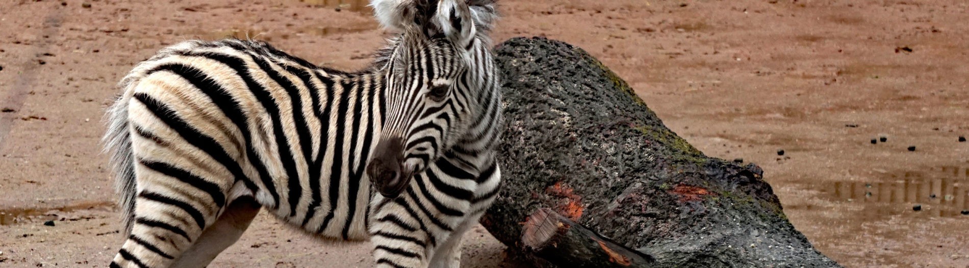 Young zebra