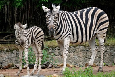 Zebra with young (Photo: Zoo Dresden (Caro Zein)) Zebra with young