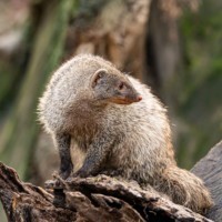 Banded mongoose