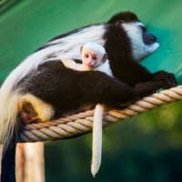 Guereza mit Jungtier