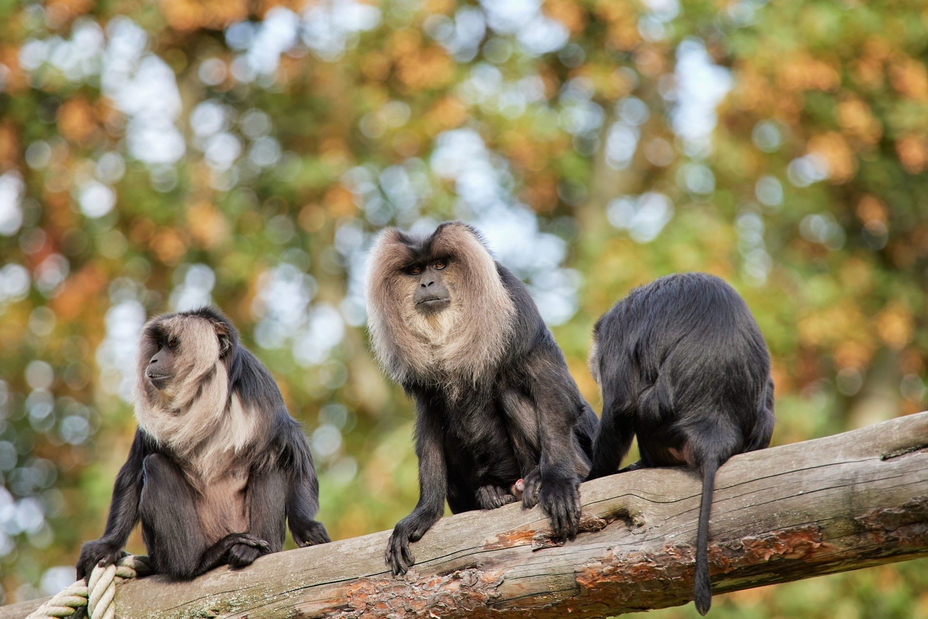 Lion-tailed macaques