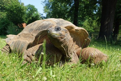 Aldabra-Riesenschildkröte auf der Sommerwiese