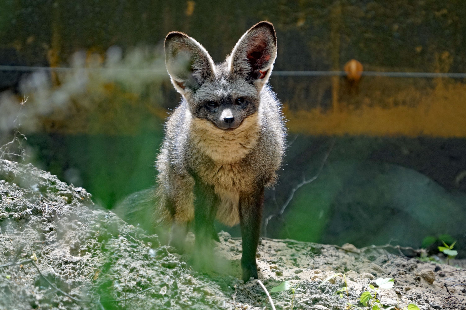 bundt Kan ikke lide historisk Bat-eared foxes settle in cautiously - Zoo Dresden