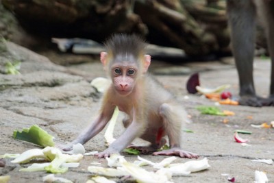 New arrival in the mandrill troop