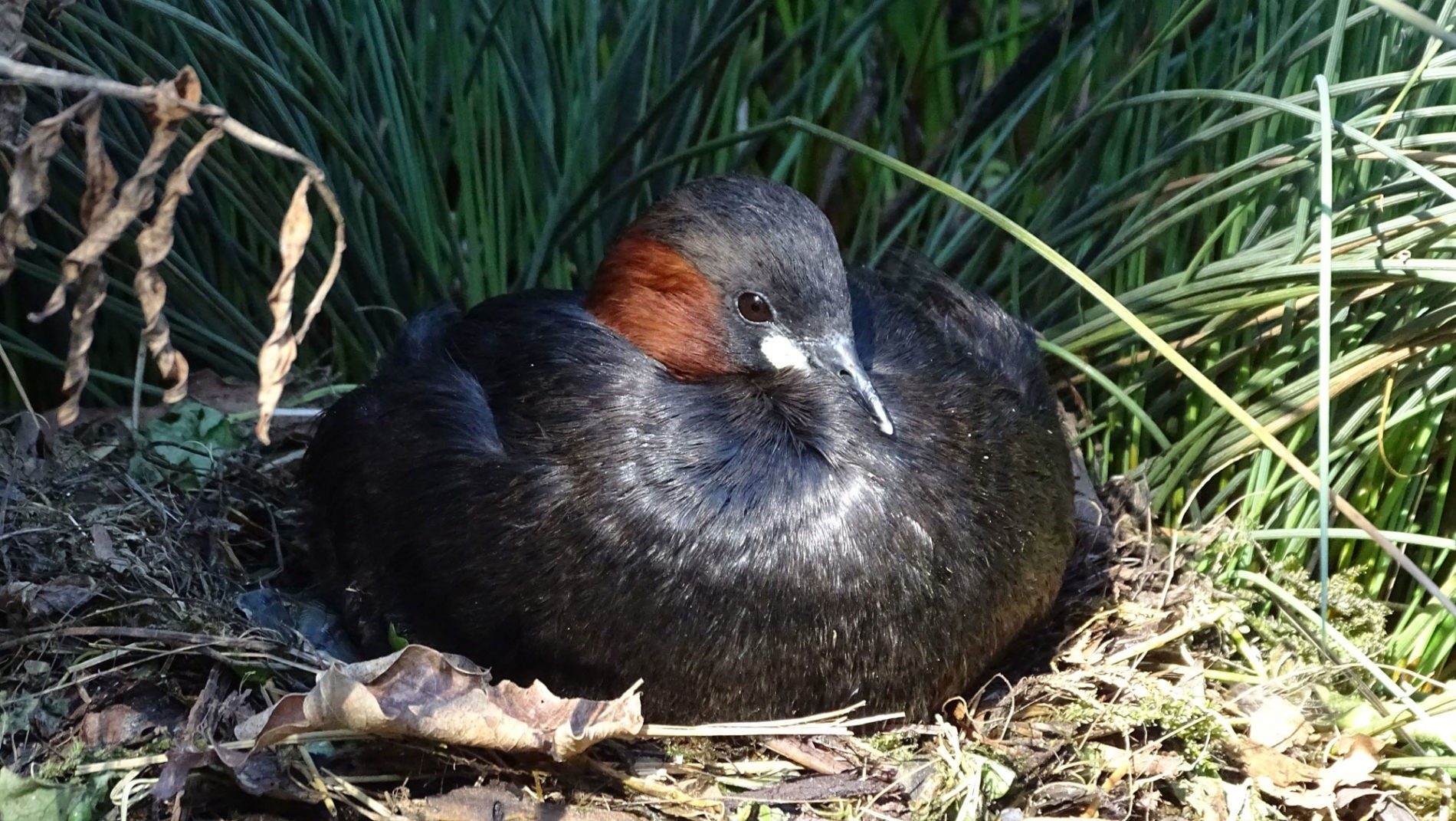 Zwergtaucher