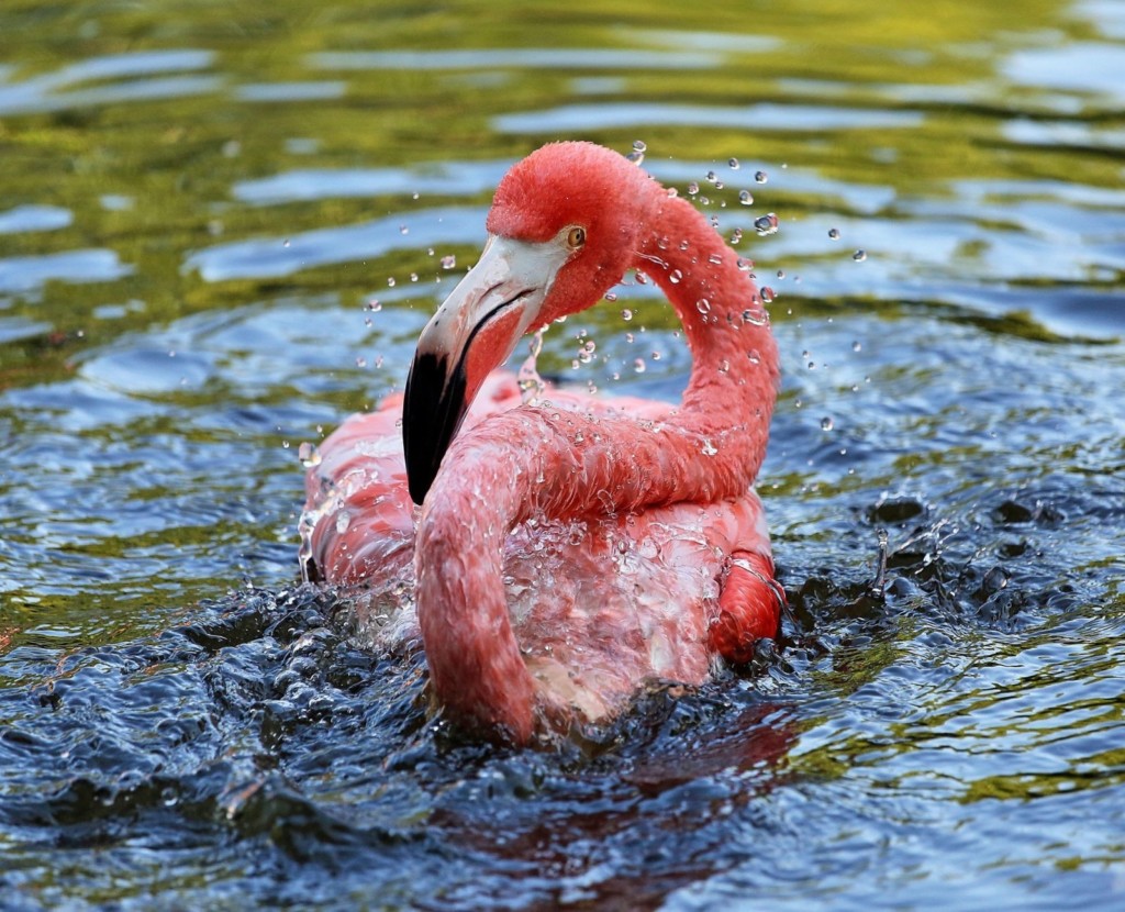 Flamingo planscht im Wasser (Foto: Gabriel Moreno) Flamingo planscht im Wasser