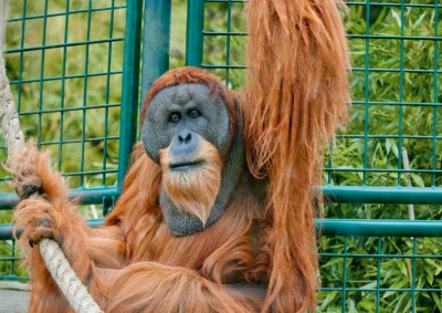 Orang-Utan Toni im derzeitigen Außengehege.