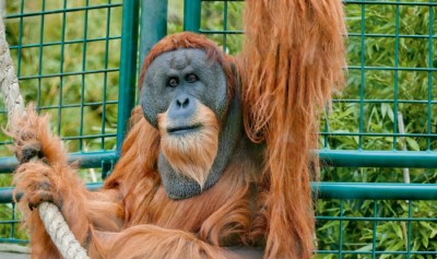 Orang-Utan Toni im derzeitigen Außengehege.