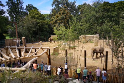 Erweiterungsteil der Elefantenaußenanlage mit Elefanten