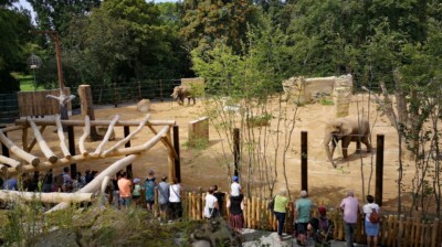 Erweiterungsteil der Elefantenaußenanlage mit Elefanten