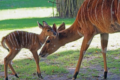 Nyala-Jungtier Diata mit Mutter Vimbima