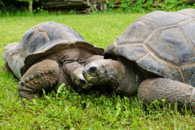 Zwei Riesenschildkröten auf der Wiese (Foto: Zoo Dresden) Zwei Riesenschildkröten auf der Wiese