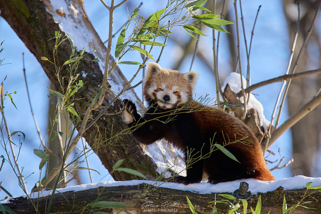 Roter Panda im Winter. (Foto: Hans Fineart) Roter Panda im Winter.