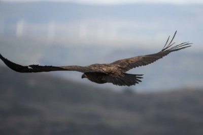 Gänsegeier-Nachzucht aus dem Zoo Dresden (Gänsegeier-Nachzucht aus dem Zoo Dresden
(Foto: Mauro Sanno)) Gänsegeier-Nachzucht aus dem Zoo Dresden