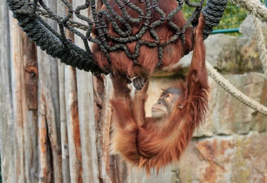 Orang-Utan Dalai in Korbschaukel.