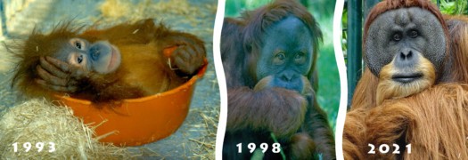 Fotokollage Orang-Utan-Toni (Fotos: Zoo Dresden) Fotokollage Orang-Utan-Toni