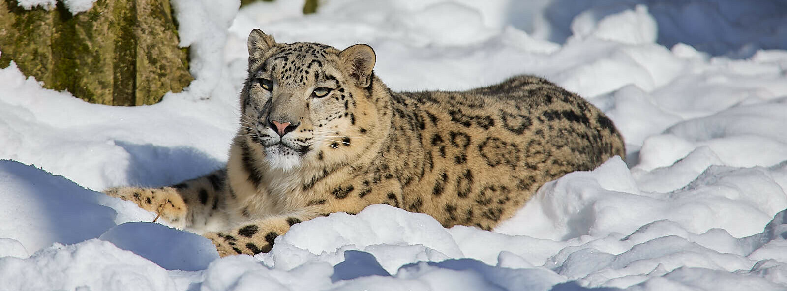Schneeleopard liegt im Schnee. (Foto: Hans Fineart) Schneeleopard liegt im Schnee.