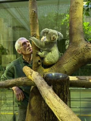 Tierpfleger Olaf Lohnitz mit Koala-Weibchen Sydney im Zoo Duisburg.