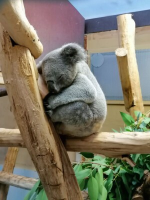 Koala-Männchen Irwin