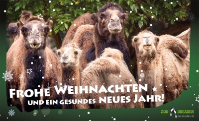 Frohe Weihnachten