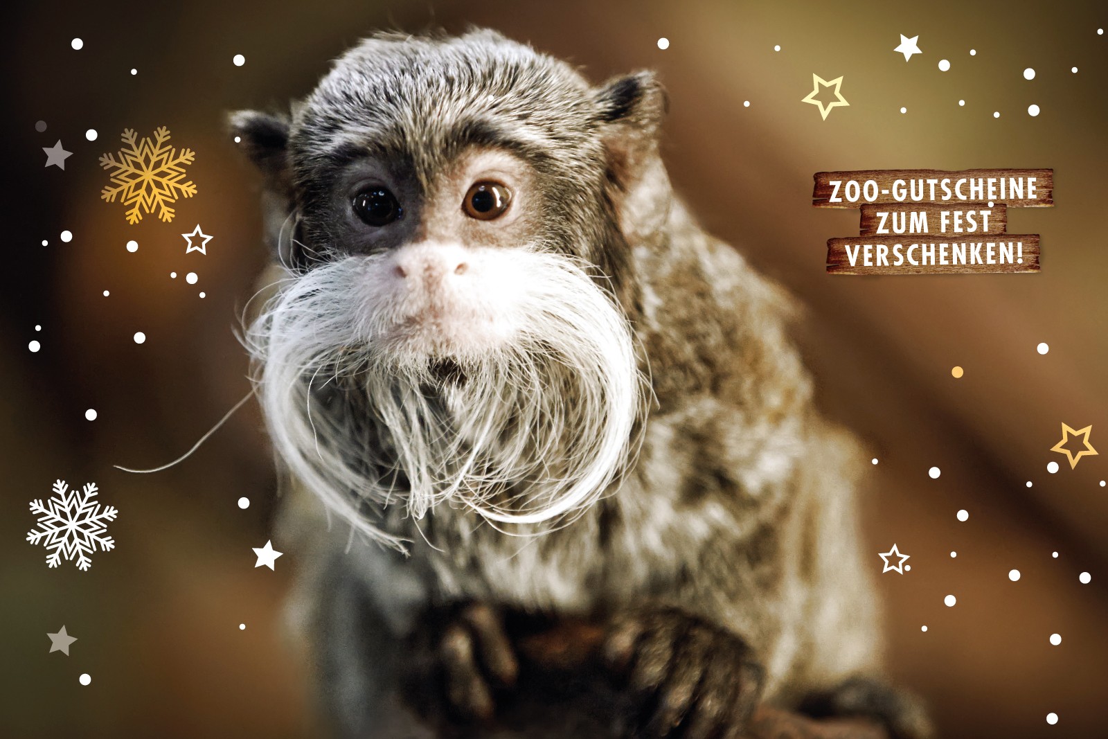 Kaiserschnurbarttamerin (Foto: Zoo Dresden) Kaiserschnurbarttamerin