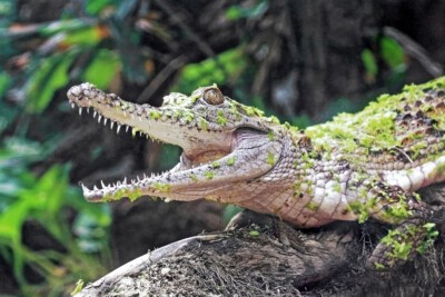 Australian freshwater crocodile.