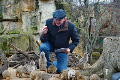 Zoo-Aufsichtsratsvorsitzender und Erster Bürgermeister der Stadt Dresden Detlef Sittel zählt die Erdmännchen.