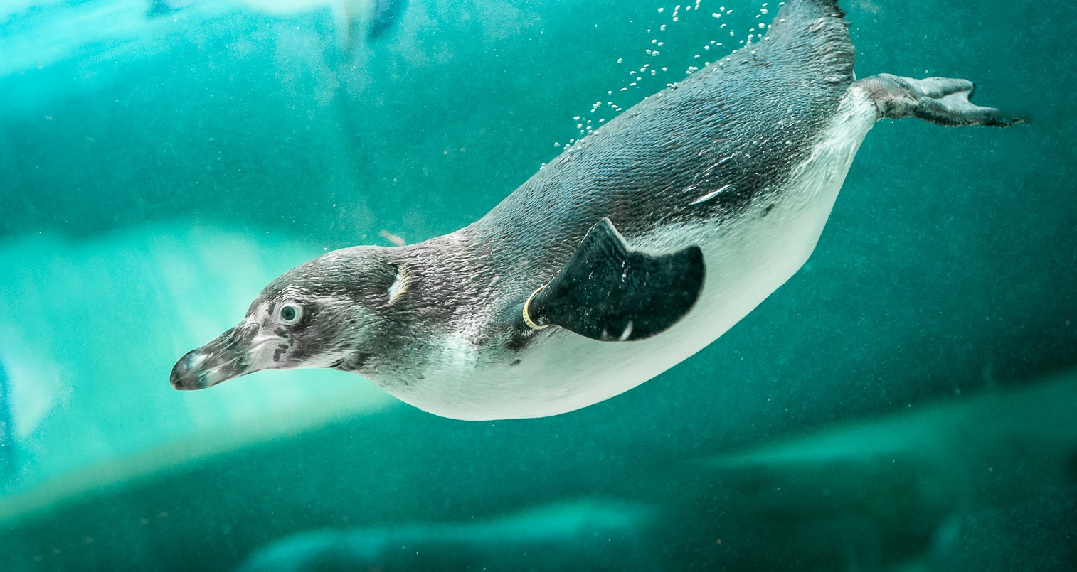Tauchender Humbodtpinguin