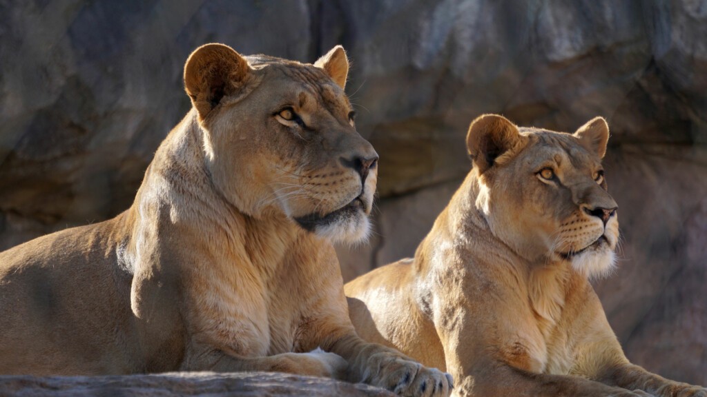 Löwen (Foto: Zoo Dresden () Löwen