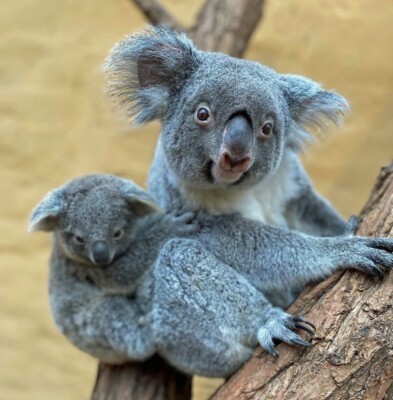 Koala-Weibchen Sydney mit Jungtier aus dem Zoo Duisburg.