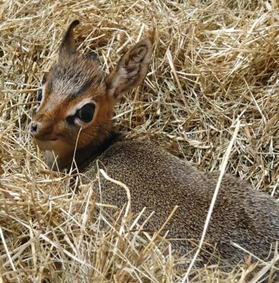 Kirk-Dikdik Nachwuchs